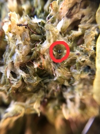 胡蝶蘭のコケに白く小さい虫 写真のもの が大量発生しています 基本的に動き Yahoo 知恵袋