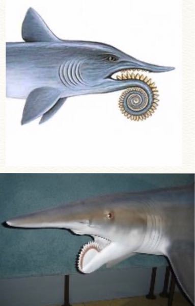 古代生物ヘリコプリオンの復元図が画像の上から下へ変わったのはいつごろですか Yahoo 知恵袋