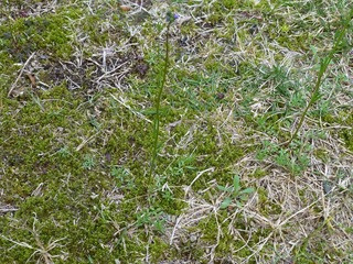 庭の芝生に 紫の花を咲かせたひょろひょろと茎の伸びた雑草がたくさん Yahoo 知恵袋