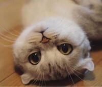 猫がピクピク します 飼い猫がたまに 顔をピクピクさせたり 前脚をピクッと Yahoo 知恵袋