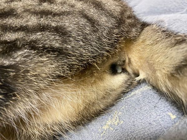 雌猫6歳避妊手術済みのうちの猫の、陰部が(おそらく膣)よごれていた 