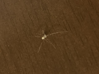 家に物凄く小さな蜘蛛が出ました 多分赤ちゃんだと思うのですが この Yahoo 知恵袋