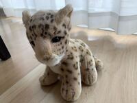 チーター ヒョウ ピューマの違いを教えてください どれもネコ科の Yahoo 知恵袋