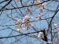 桜の木には花びらが何枚くらいあるのですか 桜の花弁 花びら の基本は一つ Yahoo 知恵袋