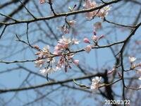 花びらがエドヒガンより小さい桜の名前を教えてください、
今日で二分咲きです、
場所岐阜県可児市
撮影20200322 