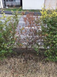 植木が枯れる原因と解決方法を教えてください 生垣にベニカナ Yahoo 知恵袋
