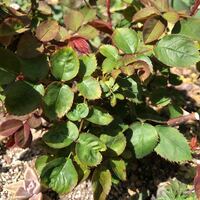 パパメイアンというバラの大苗を1月に植えました 葉が出てきたのはいいの Yahoo 知恵袋