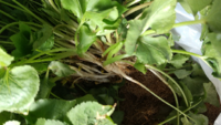 ご近所から三つ葉を頂きました 上の方を食べて 根を植えて見ようかとおも Yahoo 知恵袋
