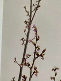 花屋で桜の蕾の枝を買ったんです 蕾だから花が咲くのが楽しみですね と花 Yahoo 知恵袋
