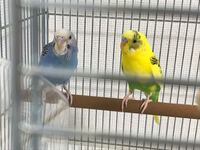 最近 セキセイインコを飼い始めて疑問に思った事があるんです 一つ目は Yahoo 知恵袋