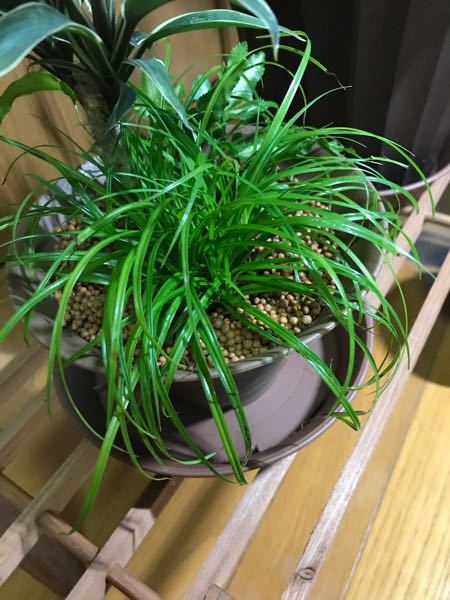 この植物の名前わかる人いますか？ - 猫が食べようとして困ってます 