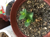 朝顔のこぼれ種から発芽したと思っていたのですが 育つに連れ 朝顔とは異 Yahoo 知恵袋