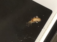 虫の写真こんばんは スマホの上をふとみたら こんな虫がいました Yahoo 知恵袋