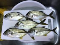 海釣りでよく小さなメッキが釣れます この魚は食べられるんですか 料理するに Yahoo 知恵袋