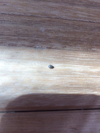 最近この虫が家の中に出没します なんという虫かわかりますか ちなみ Yahoo 知恵袋