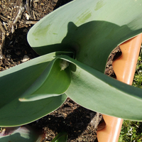 チューリップが葉っぱだけで花が咲きません 球根を友人からたく Yahoo 知恵袋