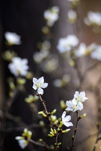 この花木の名前を教えていただきますか 今時期に白い花を咲かせます Yahoo 知恵袋