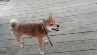 犬が落ち着く年齢 よく犬も2歳になると落ち着く 3歳になると落ち着 Yahoo 知恵袋