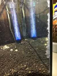 水槽に入れた流木に水カビ 白いもやもやした物体 が生えて 日に日に増えていって Yahoo 知恵袋