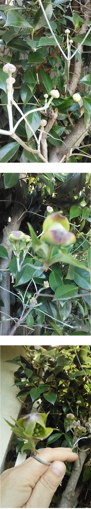 これはハナミズキの花になるんでしょうか Yahoo 知恵袋
