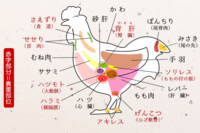 鶏肉の手羽元ってニワトリのどこの部分ですか 詳しく教えてください Yahoo 知恵袋