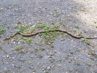 家に住んでいるシマヘビがとても大きいのですが、一般的には最大２mくらいだそうです。家の蛇はもっと大きいと思います。 写真は尻尾の部分が切れてしまっていますが、この写真の蛇の長さ（写真に写っている部分だけでも）が分かる方はいらっしゃいますか？