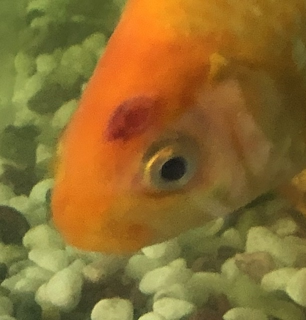 金魚の目の上の頭辺りに赤いコブができたのですが何かの病気でしょうか Yahoo 知恵袋