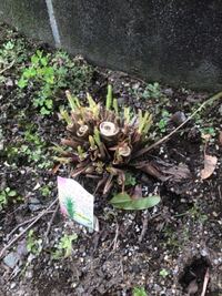 ミントの種をまいてから２週間近くになりますが芽が出てきません 水はちゃんと Yahoo 知恵袋