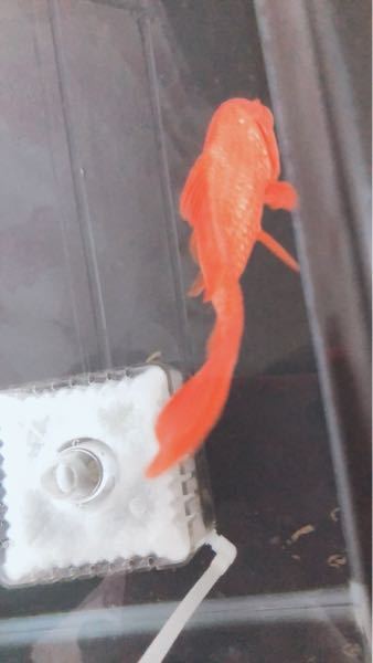 金魚の尾びれの根本らへんから曲がっています 金魚すくいで取っ Yahoo 知恵袋
