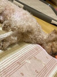 犬が足をピーンとして寝るのはなぜでしょうか リラックスしてる Yahoo 知恵袋