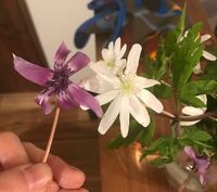 この花はなんですか 北海道の道端の草むらに生えていました Yahoo 知恵袋