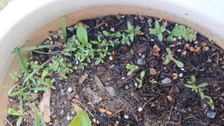 このかたまってたくさん生えている小さい芽はコキアの芽でしょうか 去 Yahoo 知恵袋