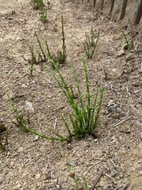 雑草 除草について教えてください 2週間ほど前 庭に初めて除草剤を撒きま Yahoo 知恵袋