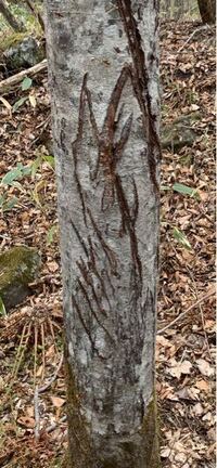 カタバミは 合弁花類ですか それとも離弁花類ですか カタバミ科 Yahoo 知恵袋