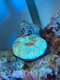 オオバナサンゴ ヒユサンゴ の餌は液体フードでも大丈夫ですか また Yahoo 知恵袋