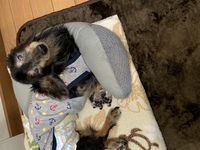老犬に蛆がわいたようです ２週間ほど前から寝たきりになった老犬で Yahoo 知恵袋