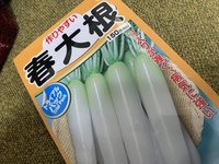 春大根の種今種まき時期でしょうか 大根は育てた事が無いので 発芽温度は 15 Yahoo 知恵袋