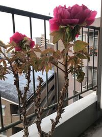 芍薬の花後の手入れ法を教えてください５０まいです あるだけおし Yahoo 知恵袋