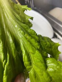 サニーレタスに着いているこれは何かの卵なのでしょうか 色は黄色みがかってて触 Yahoo 知恵袋