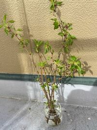 桜の水耕栽培に興味があるのですが 緑枝をエアポンプをいれた水槽に入れたら根が Yahoo 知恵袋
