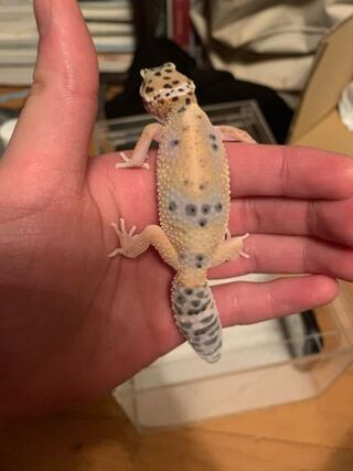 おはようございます ヒョウモントカゲモドキ レオパ を飼っているの Yahoo 知恵袋