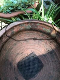植木鉢に関して 長年放置していた素焼きの植木鉢を使用しょうと思い取り出 Yahoo 知恵袋