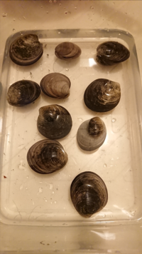 昨日潮干狩りに行った友人から頂いたアサリの中に写真の貝が混ざってい Yahoo 知恵袋