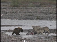 ニホンオオカミはツキノワグマの子熊を食ったでしょうか 逆にニホンオ Yahoo 知恵袋