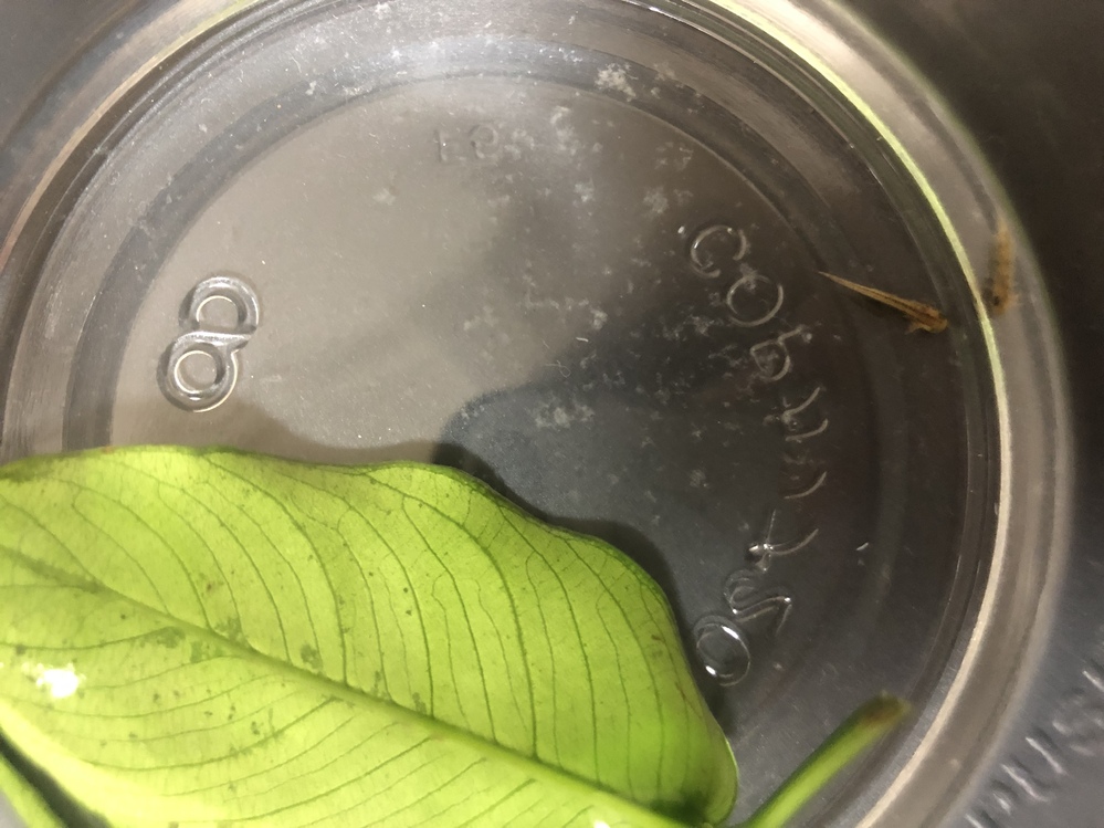 アカハライモリ 卵 に関するq A Yahoo 知恵袋