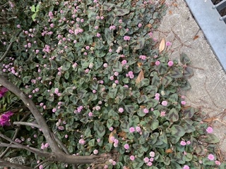 この花はなんという花でしょうか ヒメツルソバは園芸用として鉢植 Yahoo 知恵袋