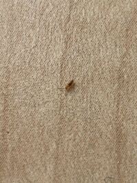 今朝起きたら家の窓際に小さい虫がたくさんいました この虫は何なんで Yahoo 知恵袋