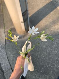 この花の名前わかる人いますか フリージア ラクサ ヒメヒオウギ の白花 Yahoo 知恵袋