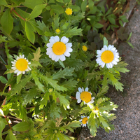 小さいマーガレットみたいなお花 なんという種類ですか ご存じの方い Yahoo 知恵袋