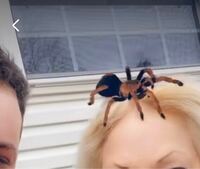 この蜘蛛フィルターがスナップチャットにあるそうなんですが どう検索 Yahoo 知恵袋